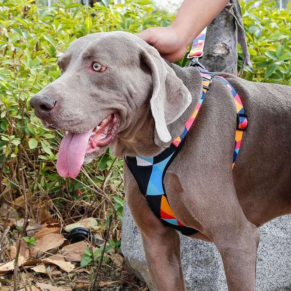 Oxford Transfer Harness Pet Dog Harness Pitbull Harness with matching leads